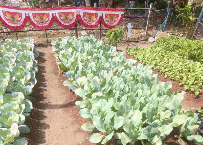 Urban Farming Bandar Lampung Meluas, 80 KWT Manfaatkan Pekarangan untuk Pangan dan Penghasilan