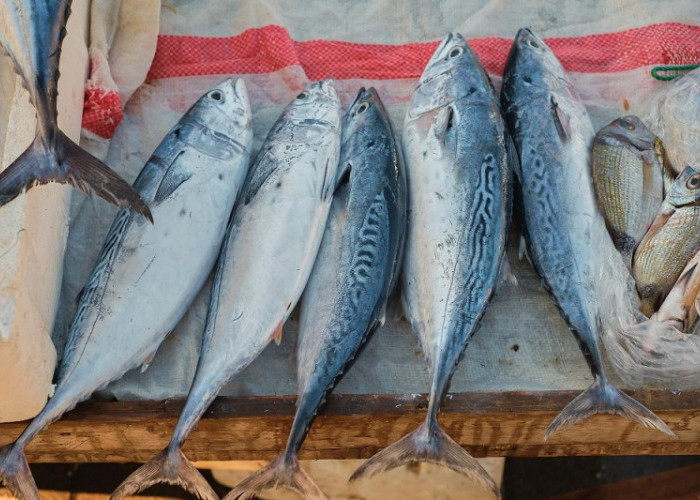 Akibat Cuaca Buruk, Harga Ikan di Pesisir Barat Naik
