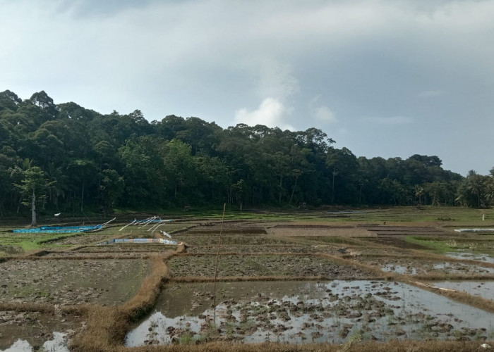 DKPPP Pesbar Dorong Percepatan Tanam, Petani Diminta Optimalkan Lahan Usai Panen