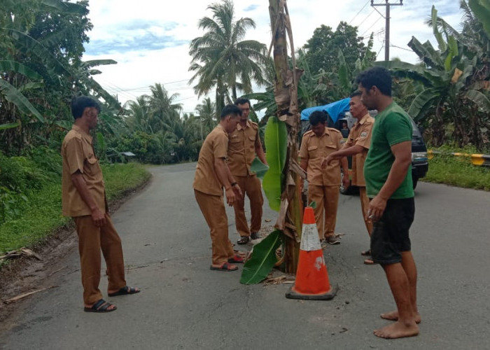 Protes, Aparat Pekon Pelitajaya Tanam Pohon Pisang Ditengah Jalinbar