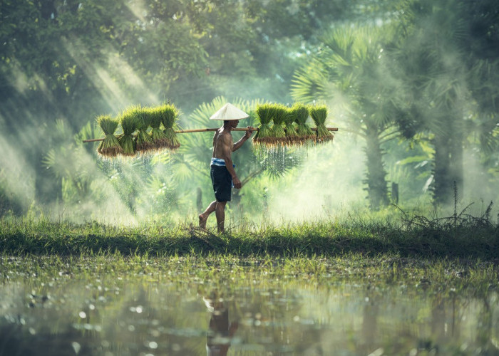 Petani Padi: Pilar Penting Ketahanan Pangan di Indonesia