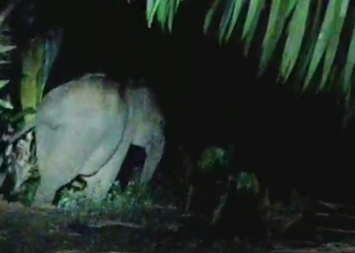Berhasil Dihalau, Kawanan Gajah Liar Kembali Masuk Hutan TNBBS