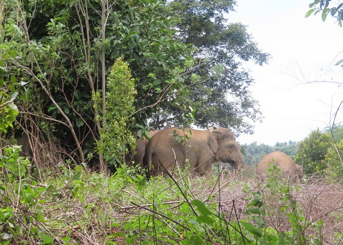 Dekati Pemukiman, Belasan Gajah Liar Kembali Digiring Petugas Gabungan