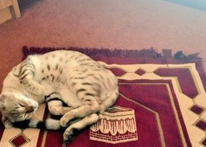 Muezza, Kucing Nabi Muhamad SAW yang Ikut Perang Badar 