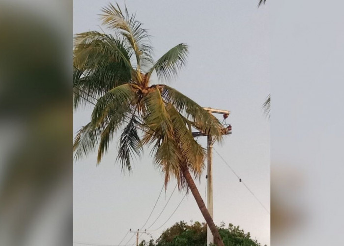 Pohon Kelapa Tumbang Timpa Tiang Listrik, Warga Rejo Sari Alami Pemadaman