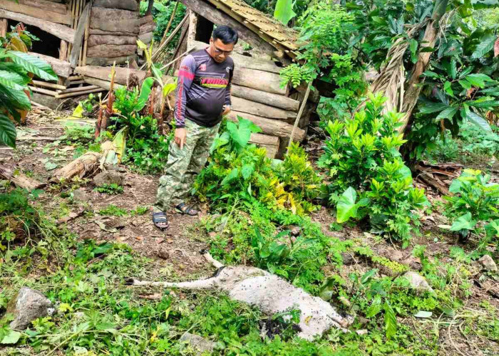 Mengerikan, Binatang Buas Masuk Pemukiman di Suoh Lampung Barat 2 Ekor Kambing Ditemukan Mati Mengenaskan