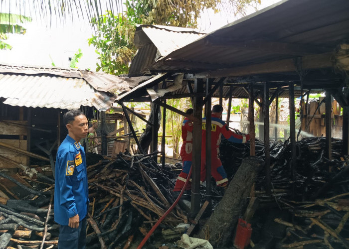 Puntung Rokok Diduga Picu Kebakaran Kayu Bakar di Tanjung Raya Pesisir Barat