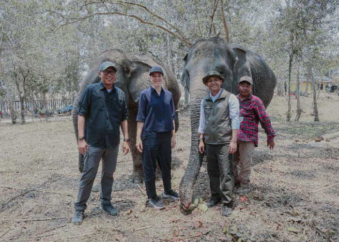Menhut Raja dan Gubernur Mirza Tinjau Mitigasi Konflik Gajah di Way Kambas