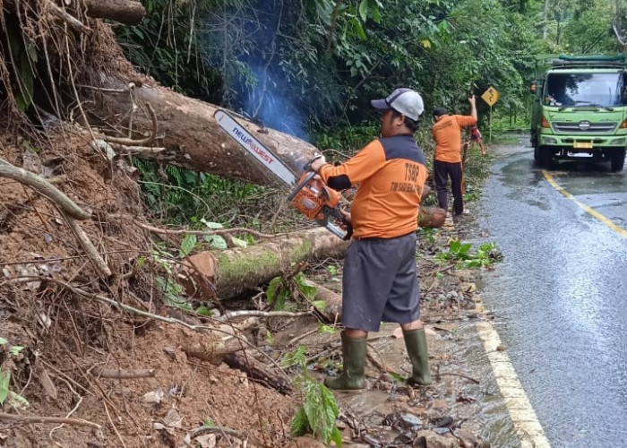 Satlak BPBD Pesbar Bersihkan Sisa Pohon Tumbang di Jalan Liwa-Krui
