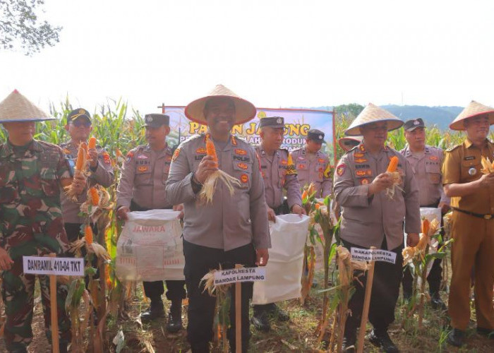 Dukung Ketahanan Pangan Nasional, Polresta Bandar Lampung Panen Jagung