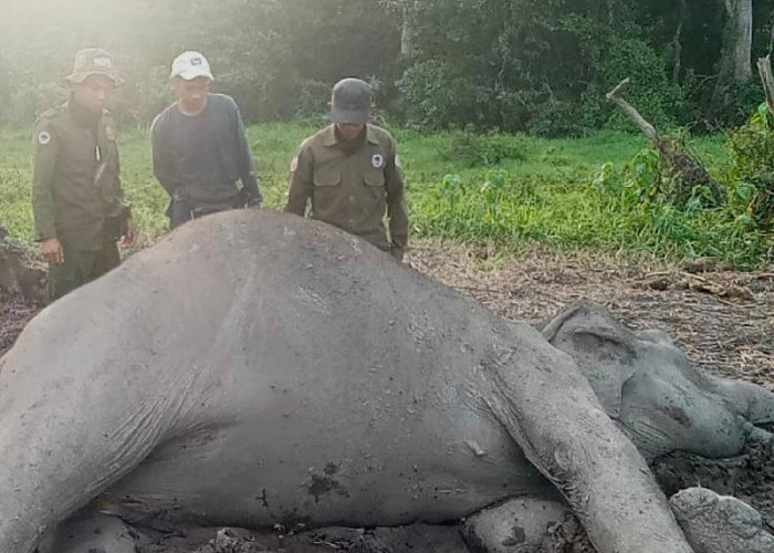 Gajah Liar Dewasa Ditemukan Mati di TNWK, Penyebab Kematian Masih Diselidiki