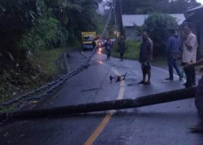 Tertimpa Pohon Tumbang, Satu Tiang Listrik Ambruk di Jalur Liwa-Krui