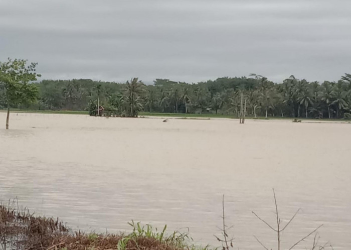 Sekitar 35 Hektare Tanaman Padi Terendam Banjir