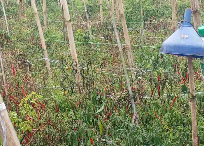 Harga Cabai dan Tomat Anjlok, Petani Giham Sukamaju Terancam Rugi Besar