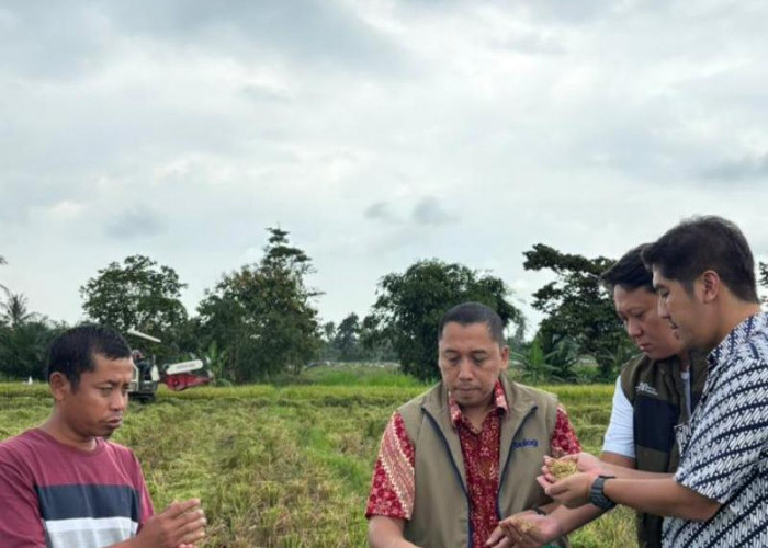 Bulog Lampung Targetkan 430 Ribu Ton GKP, Serapan Terus Digenjot