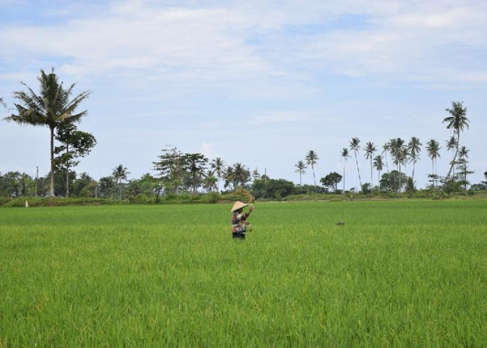 Sawah di Karyapenggawa Tak Terdampak Musim Kemarau