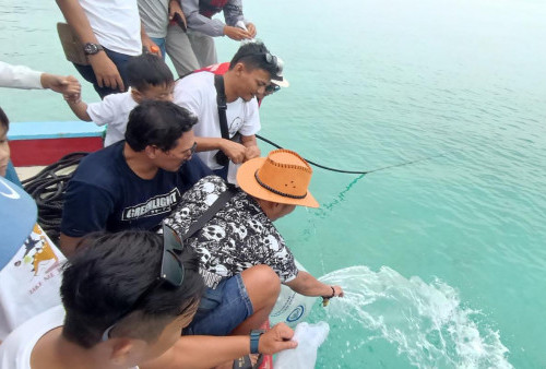 Lestarikan Hewan Laut, IJP dan BBPBL Taburkan Benih Ikan