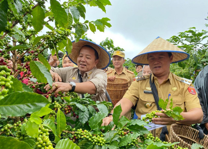 Gubernur Arinal Dijadwalkan Panen Kopi di Lampung Barat 