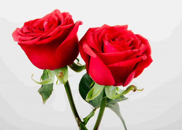  Tips Merawat Mawar agar Tidak Mudah Layu