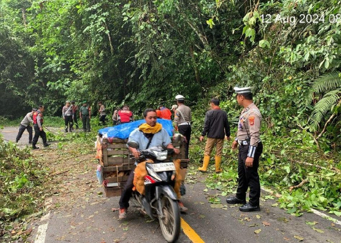 Satu Pohon Tumbang, Lalulintas di Jalur Liwa-Krui Sempat Macet