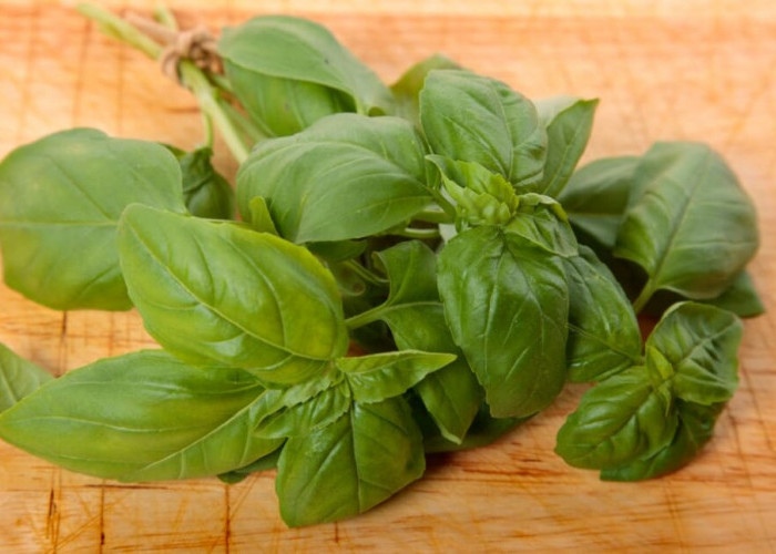 Rahasia Khasiat Daun Kemangi, Tanaman Sederhana dengan Manfaat Besar untuk Kesehatan