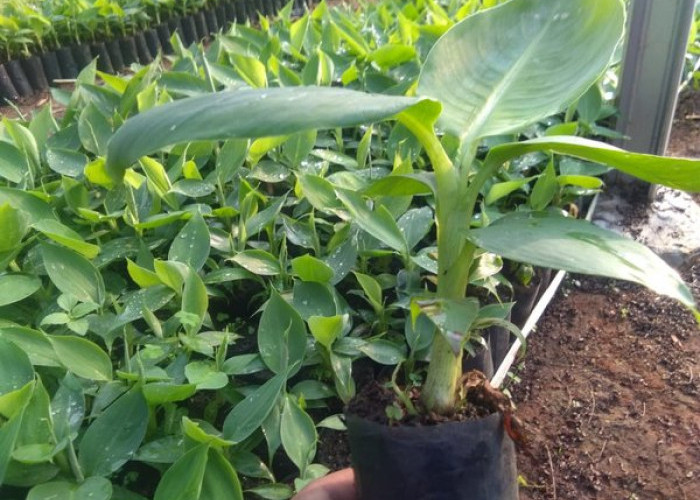 Bantuan Bibit Pisang, Tahun Ini Lambar Kebagian 5.000 Batang