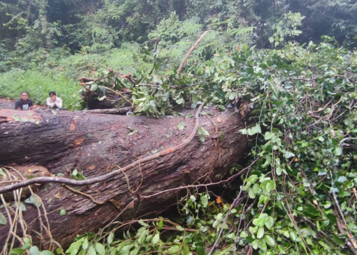Pohon Tumbang Lumpuhkan Akses Lampung-Bengkulu