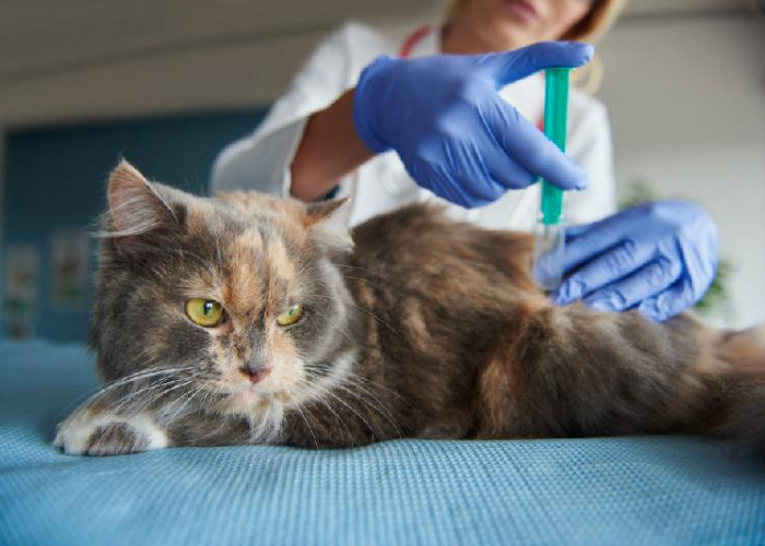 Pemkot Bandar Lampung Ajukan 2000 Vaksin Rabies, Kucing Usia 6 Bulan Sudah Bisa Vaksin