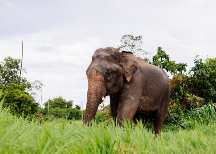 Kembali Teror Warga, Jarak Kawanan Gajah Kurang dari 500 Meter ke Permukiman