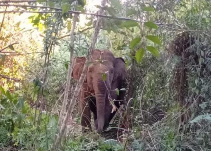 ‘Gajah Datang, Satgas Senang’ Picu Aksi Ogah Halau Kawanan Gajah di Suoh Lampung Barat