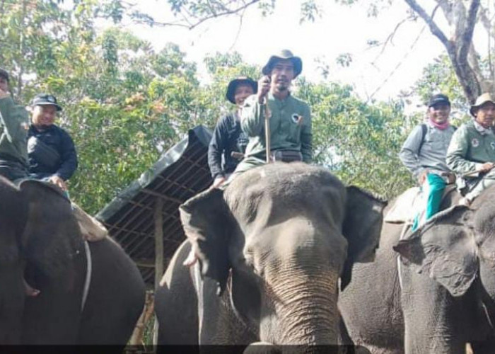 Tiga Mahout dari Resort Pemerihan Didatangkan ke Suoh dan BNS Lampung Barat untuk Menghalau Gajah