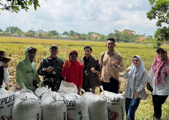 BULOG Lampung Serap 369 Ribu Ton Gabah, Stok Beras Aman Hingga 200 Ribu Ton