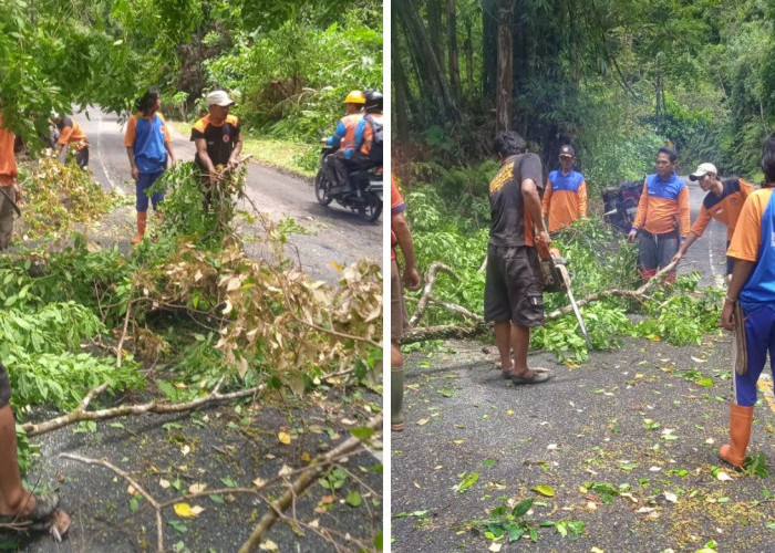 Pohon Tumbang Tutup Dua Ruas Jalinbar, Arus Lalu Lintas Sempat Terganggu