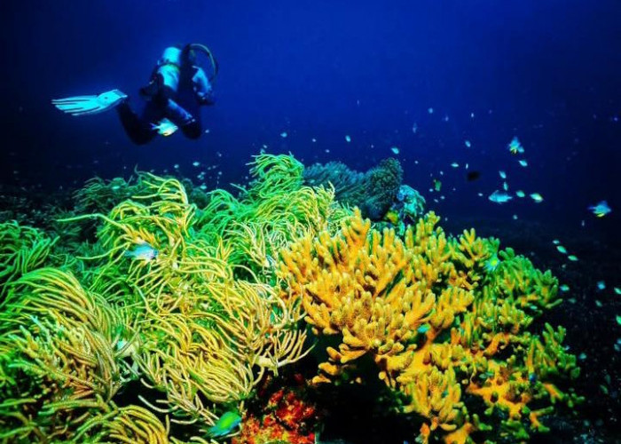 Sauwandarek Raja Ampat: Surga Bawah Laut yang Mendunia dan Wajib Dikunjungi