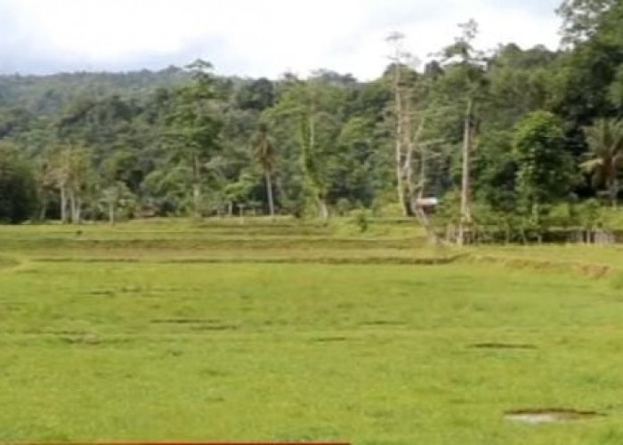 70 Hektar Sawah di Way Batang Butuh Jaringan Irigasi