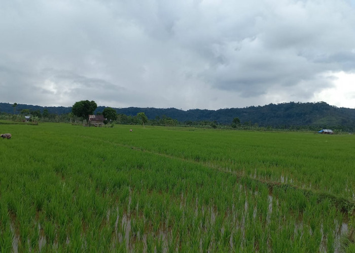 Masuk Masa Vegetatif BPP Kebun Tebu Ajak Petani Padi Tingkatkan Perawatan 