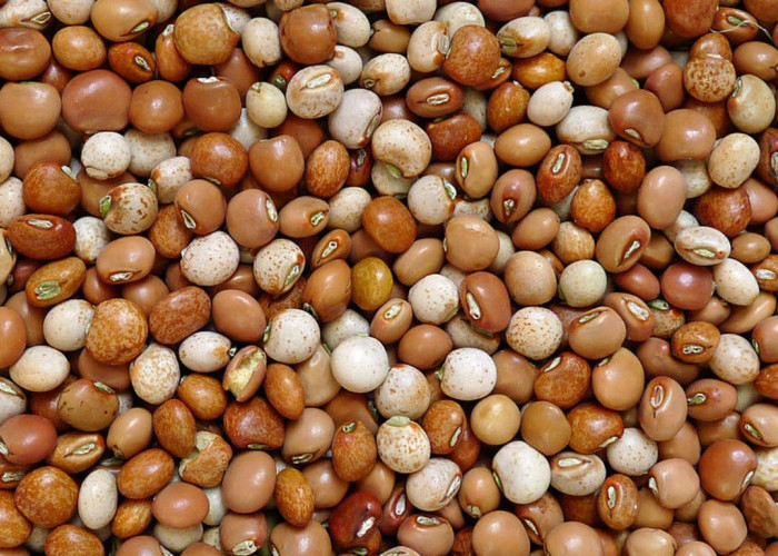 Kacang Gude, Pangan Lokal Bergizi Tinggi yang Kaya Manfaat dan Aman Dikonsumsi Jika Diolah Tepat