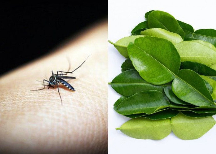 Cara Mengatasi Banyak Nyamuk saat Musim Penghujan dengan Bahan Sederhana