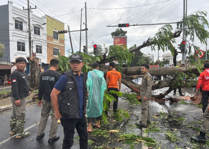Cuaca Ekstrem Picu Pohon Tumbang di Sejumlah Titik Kota Bandar Lampung