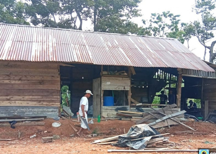 Belasan Gajah Liar Serang Pemukiman di Suoh: Tantangan Besar Satgas Penanganan Konflik