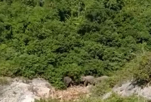 Hingga Hari Keempat Penggiringan Gajah, Hasilnya Tetap Nihil