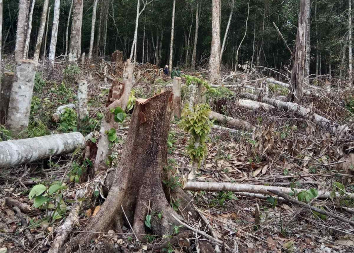 11 Hektar Lahan Hutan Lindung Register 43B di Belalau Rusak Akibat Pembalakan Liar
