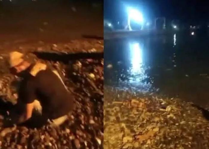 BMKG Ungkap Penyebab Fenomena Ratusan Ikan Melompat di Pantai Tanggamus