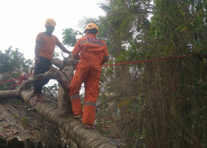 Pohon Kedondong Hutan Tumbang Timpa Atap Rumah Warga di Teluk Betung Selatan