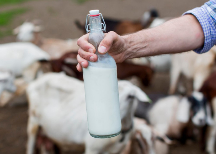 Meski Amis, Susu Kambing Etawa Membawa Banyak Manfaat Bagi Kesehatan