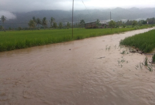 Banjir di Banding Agung Suoh, Rumah dan Areal Persawahan Terendam