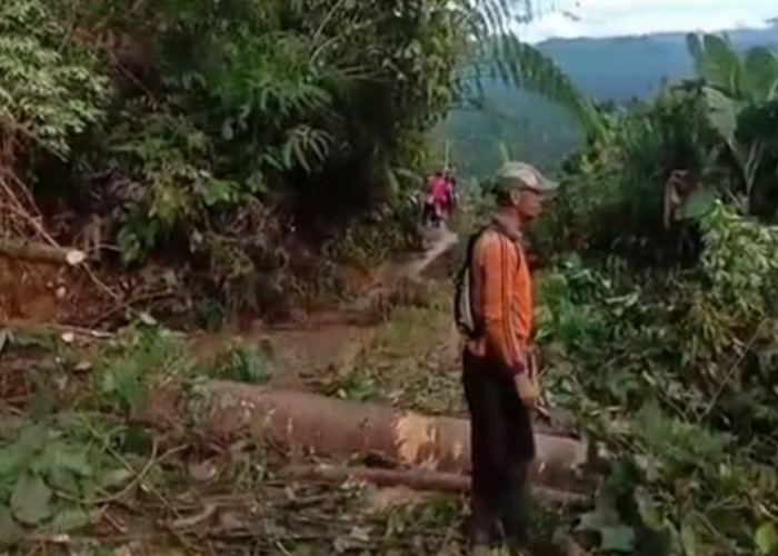 Akibat Tanah Longsor dan Pohon Tumbang, Akses Jalan Sumber Jaya-Pagar Dewa Lumpuh 