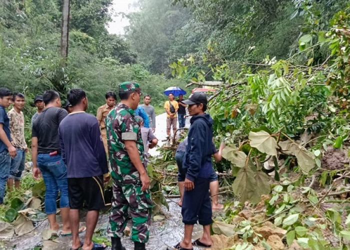 Hujan Deras, Jalan Lintas Liwa-Sukau Dilanda Longsor dan Pohon Tumbang 