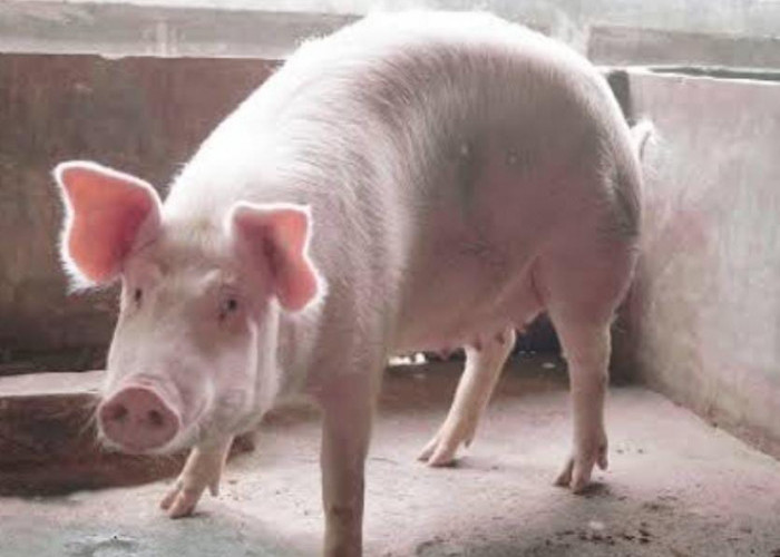 Flu Babi Bisa Bertahan pada Daging Olahan, Lingkungan hingga Pakaian 