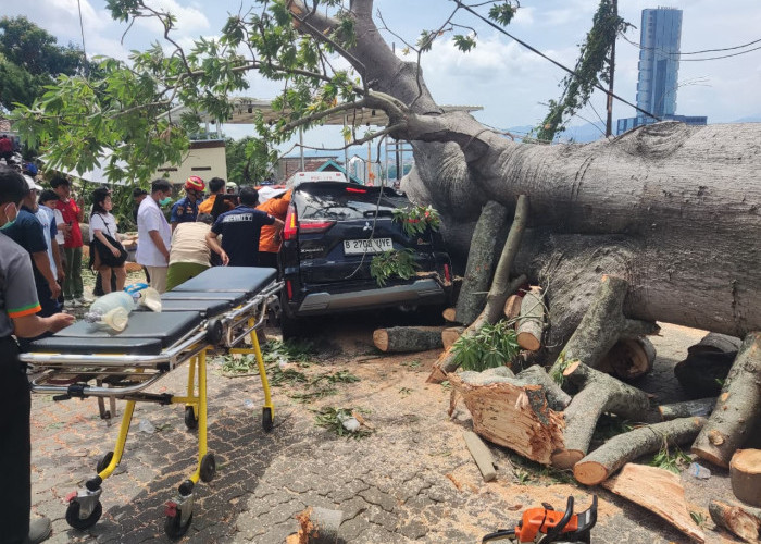 Pohon Raksasa Tumbang di Kawasan Hotel Bukit Randu Timpa Dua Mobil, Pengemudi Terjepit
